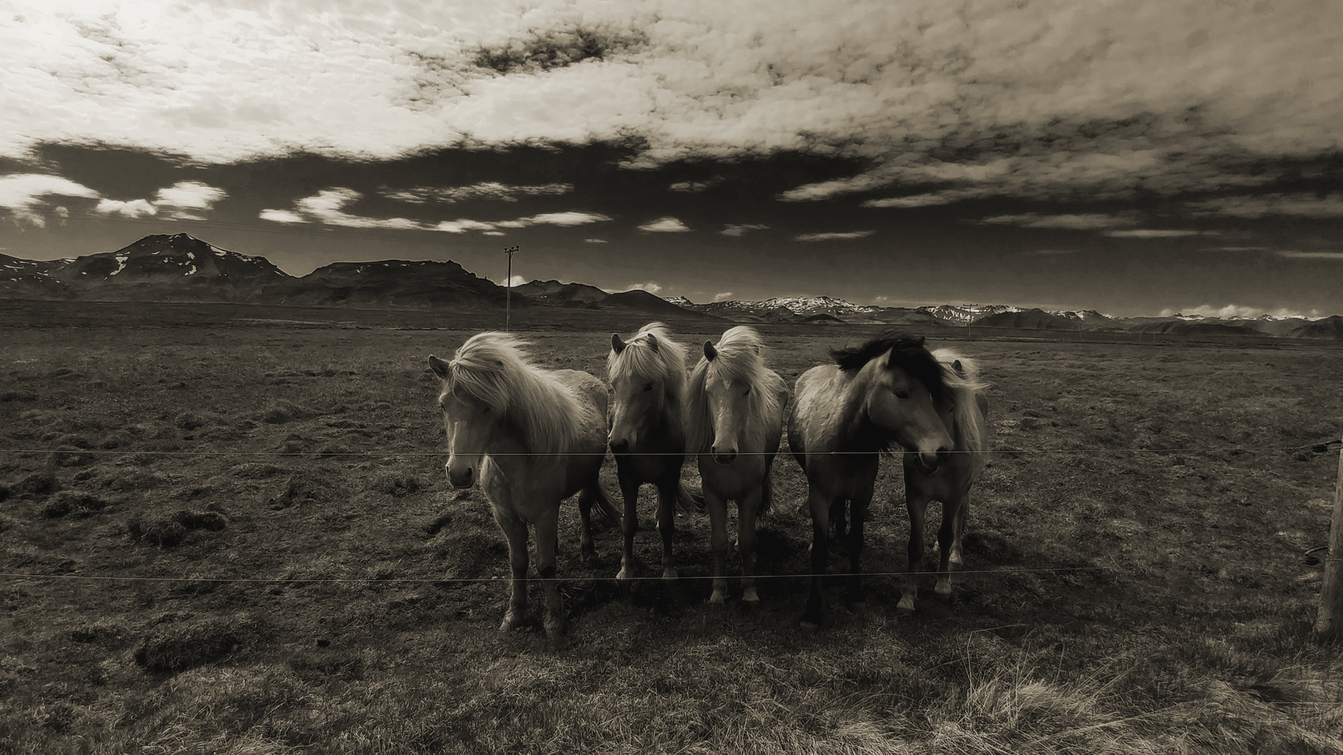 Els cavalls del vent